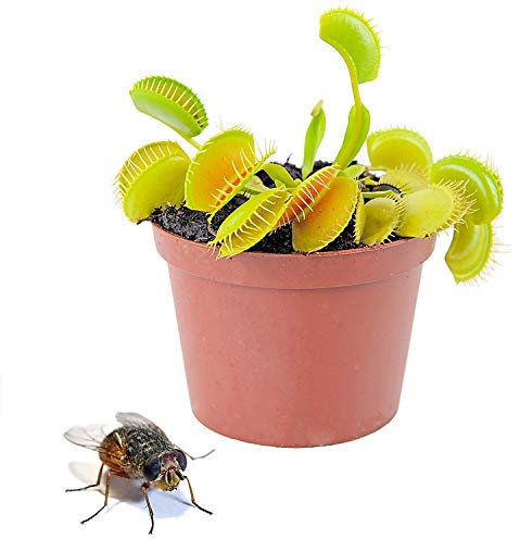 Planta Carnívora Venus Atrapamoscas Dionaea Muscipula en Maceta Pequeña Planta Viva Que Come Insectos