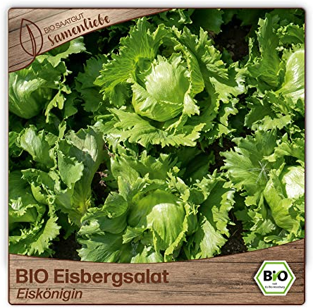 Samenliebe BIO Eisbergsalat Samen Eiskönigin Eissalat Salat grün 500 Samen samenfestes Gemüse Saatgut für Gewächshaus Freiland und Balkon BIO Gemüsesamen