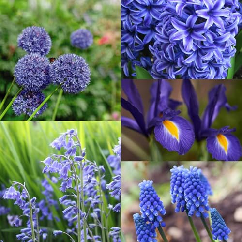 Carbeth Plants - Blue Mixed Spring Bulb Collection - 50 Spring Summer Flowering Perennial Bulbs - UK Hardy Low Maintenance Pollinator Friendly - Grow in Beds, Borders and Patio Pots