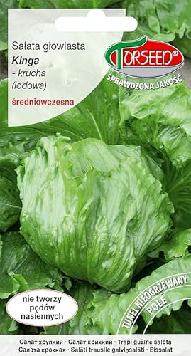 Verdica Kinga iceberg - Semi di insalata (Lactuca sativa) - maturazione medio-precoce, teste croccanti fino a 1200 g, coltivazione tutto l'anno, perfetto per tunnel e terreno aperto, facile da pulire