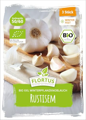 FLORTUS – BIO XXL Winterpflanzknoblauch Rustisem 3 Knollen zertifiziertes Pflanzgut, keine Samen – Knollengröße 50-60 mm – winterhart, kräftig, fein-würziger Knoblauch aus Osteuropa