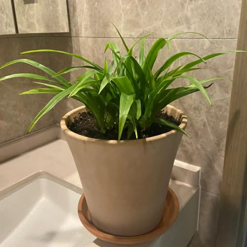 50 pcs Grünlilie Zimmerpflanze Samen - gartenpflanzen winterhart Chlorophytum comosum, pflanzen zimmerpflanzen samen samen zimmerpflanzen steingartenpflanzen winterhart geschenke für