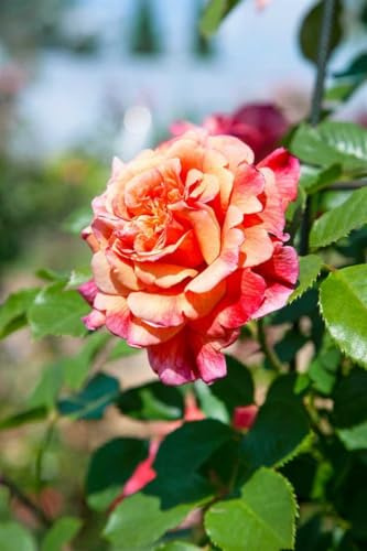 Rosa 'Aloha' - Kletterrose, apricotfarbene Blüten, Blütezeit Juni-September, ideal für Spaliere, duftend, pflegeleicht und winterhart