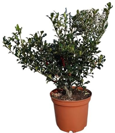 Ilex Aquifolium o Acebo Verde Planta de la Navidad muy Resistente