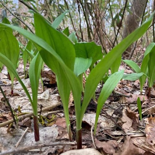 bärlauch bio bodendecker gartenkräuter bärlauchsamen nachhaltige 160samen