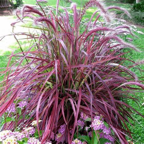 Carbeth Plants Pennisetum Cherry Sparkler Plant 1 x 9cm Pot