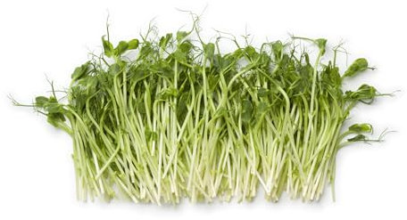 Vegetable - Pea (Salad Shoots) - Sprouting Pea Serge - 400 Seeds