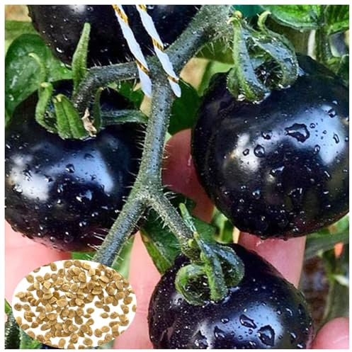 100 Stück Tomatensamen - Besonders schmackhaft, hoher Ertrag, einfach anzubauen - Ideal für Garten, Balkon & Beet (Schwarz)
