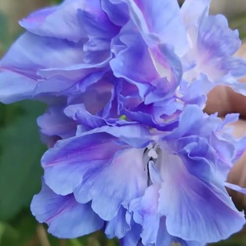 100 Graines de Ipomée à Fleurs Doubles | Graines de Liseron Rares pour Jardin, Floraison Continue de l'Été aux Premières Gelées (Bleu)