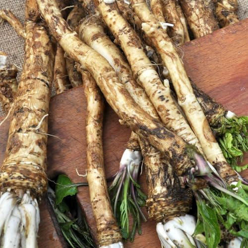 semi di rafano biologici - giardino, biologici, giardino da interno, biologici vecchie 25pcs