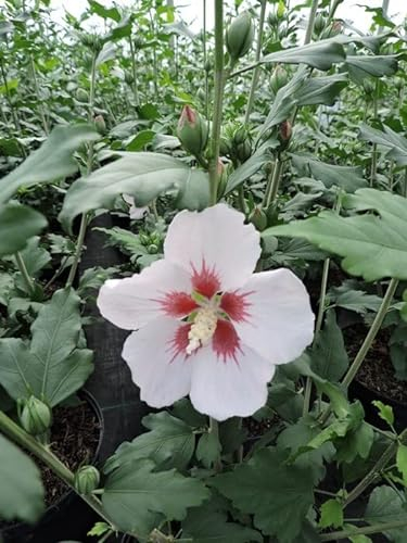 3 Stück Hibiskus, Garteneibisch Hamabo (Hibiscus syriacus) Containerware 40-60 cm