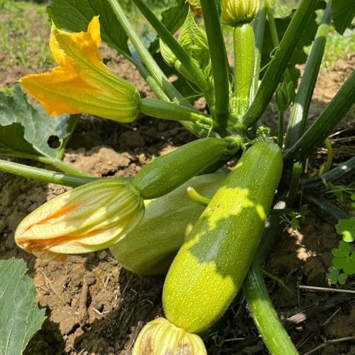 semillas de calabacín, trepadoras de calabacín orgánicas, verdes de interior, resistentes, trepadoras 50pcs