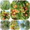 semillas de árbol frutal azufaifo- árboles frutales, fruto columnar árboles frutales columnares frutas variedades antiguas plantas en macetas plantas 50pcs