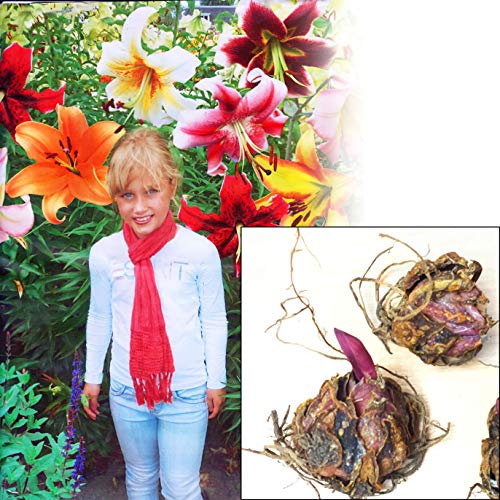 1 grand bulbe de lys d'arbre géant parfumé pour l'été - Collection de cormes