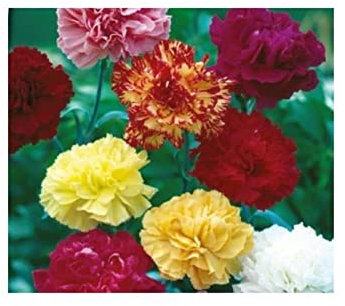 Pcs - 90x Girofle Grenadine Mix Dianthus Caryophyllus Jardin Plantes Graines K608 - Seeds & Plants Shop by Ipsa