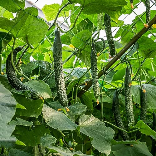 30 Pcs Gurken Samen Bio - Gurkenpflanzen Kaufen - Winterhart Gurkensamen - Cucumis Sativus - Wintergemüse Samen Gemüsesamen, Wintergemüse Winterharte Pflanzen