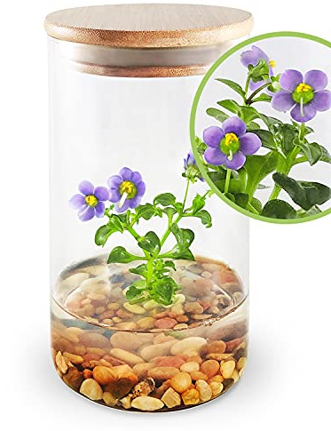 Bloomify Christmas Flower Gifts, Persian Violet (Exacum Affine) - Live Flower Terrarium in Self Sustaining Glass Jar, Maintenance Free, Great Unique Gift and Home Decor, 100% Growth Guarantee
