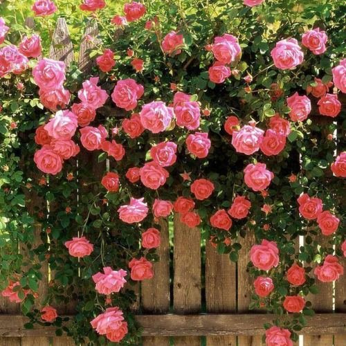 100 Stück rosa Kletterrose Samen Seltene Pflanzen Exotische Sukkulente Samen blühende Topfkletterhausgarten ariety