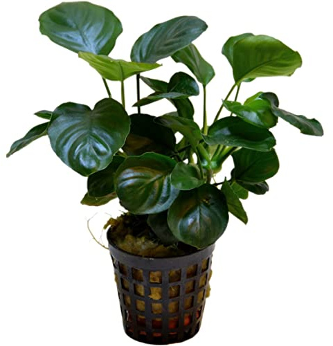 Anubias barteri var. nana Coin Leaf – levande akvarieväxt