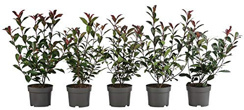Dehner Purpur-Glanzmispel Carre Rouge, für 1 Meter Hecke, 20-35 cm, 5 x 2 l Topf, Heckenpflanze