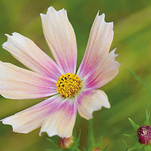 Cosmos bipinnatus ‘Apricot Lemonade’ Half-Hardy Annual 1 Packet (40 Seeds) by Thompson and Morgan
