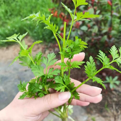 semi di crescione aromatiche, invernali crescione verdi da giardino aromatiche Coltivare invernali esotiche da balcone rialzate varietà di 600semi