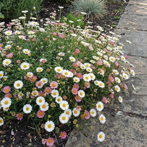 Bloomique - Juego de 3 - Erigeron Karvinskianus - Planta de pared - Floración abundante - Resistente al invierno - Perenne - 10-20 cm de altura - Maceta de 9 cm