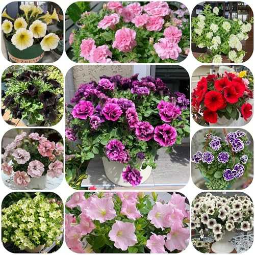 semillas de petunia colgando, sombra petunia petunia silvestres, balcón, decorativas 65pcs