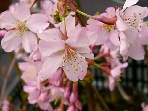 Prunus Nipponica Ruby Dwarf Patio Flowering Japanese Cherry Tree 3-4ft Supplied in a 5 Litre Pot
