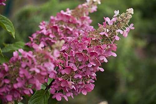 Hydrangea paniculata 'Little Quick Fire' 80-100 cm - Rispenhortensie, weiße bis rosarote Blüten, Blütezeit Juli-September, ideal für Rabatten, pflegeleicht und winterhart