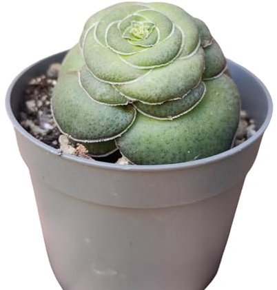 Crassula hemisphaerica pianta grassa vera succulenta - vaso Ø 8 cm