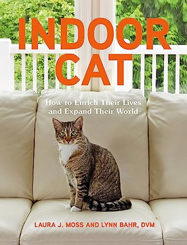 Indoor Cat: How to Enrich Their Lives and Expand Their World