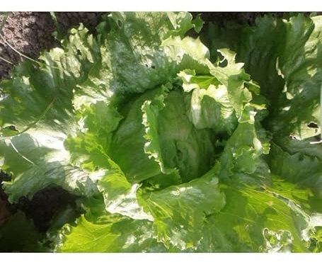 Sachet de graines de Laitue batavia Great Lakes type Iceberg - 3 g - LES GRAINES BOCQUET