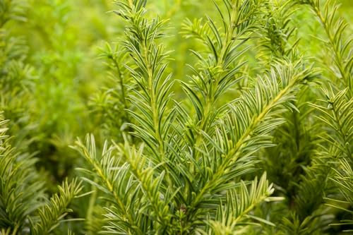 Taxus baccata 'Semperaurea' 175-200 cm – Winterhart, Immergrün, Pflegeleicht – Gelbe Eibe – Heckenpflanze für Garten & Sichtschutz