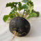 250 Semillas de Rábano Negro Grande Redondo de Invierno - SemiSauvage Permaculture