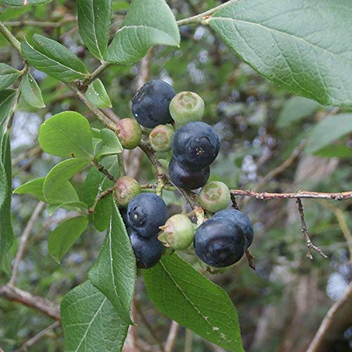 seedsown 30 graines de bleuets en corymbe