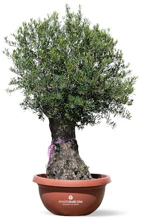 PIANTE MARCONI - Ulivo Bonsai Vero - Olea Europea Bosai - Tronco 80-100 - Vaso 90 - Altezza 160-180