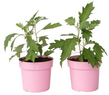 Plant in a Box - Hortensias - Set de 2 - Hydrangea quercifolia 'Ice Crystal' - Hauteur 25-40cm - Pot 19cm - Arbuste d’extérieur - Blanc