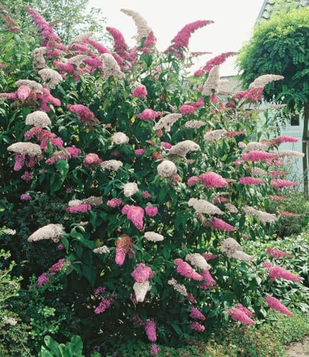 BALDUR Garten Buddleia Duo 'Pink-White',1 Pflanze, mehrjährig & winterhart, pflegeleicht, bienenfreundlich, Dauerblüher für Beet & Kübel, duftende Blütenrispen in 2 Farben
