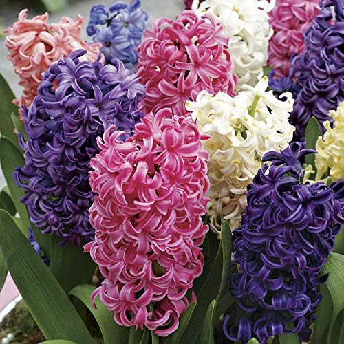 25 X Hyacinthus orientalis MIX - Giacinti Profumati misti - Bulbi Di Alta Qualità