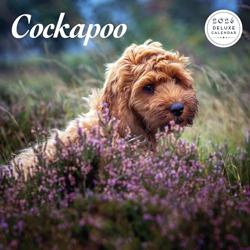 Cockapoo 2026 Deluxe Calendar