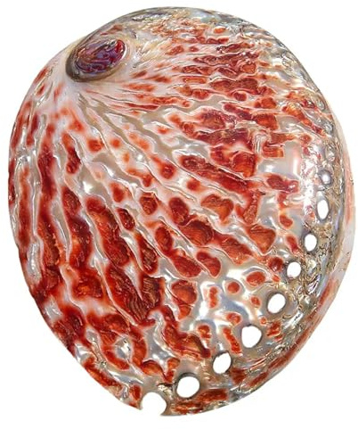 YHNNH Coquillages naturels, Coquille d'ormeau Rouge 11-13 cm for décoration de Mariage, fête sur Le thème la Plage, d'intérieur, Bricolage, Aquarium et collectionneurs Coquillages(12~13cm)
