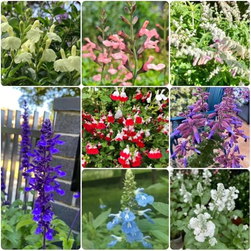 Semi di Salvia - Salvia japonica - semi di aromatiche da giardino 600pcs