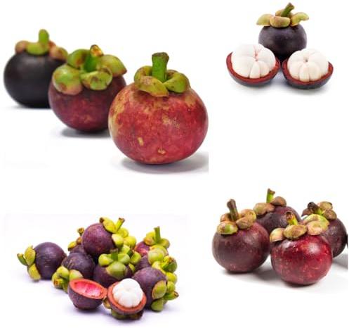 Semi di mangostano - da frutto mangostano da balcone frutto colonnari semi di esotico colonnare vecchie varietà colonnari nani, resistenti 20pcs