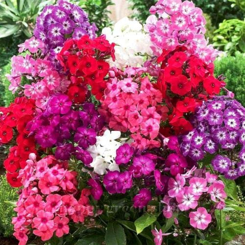 PHLOX CECILI DWARF - 300 grani - Phlox drummondii nana compacta - Fleur