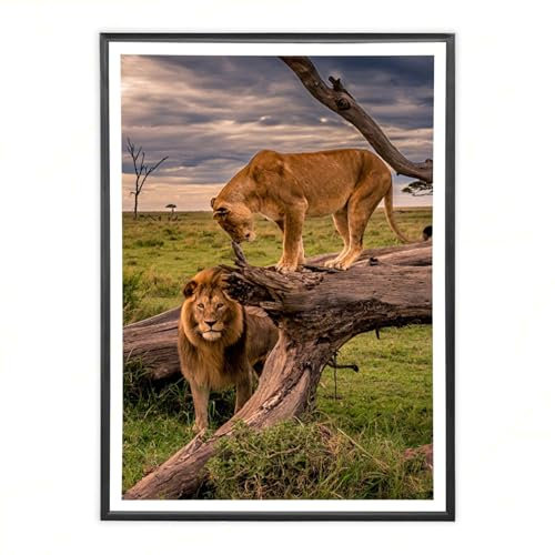 Sicignano | Cornice Bombata Moderna 70x100 cm in Legno Nero con Pannello MDF Robusto Vetro Crilex - Portafoto da Parete Orizzontale Verticale, per Foto Quadri Poster Documenti Diploma Laurea