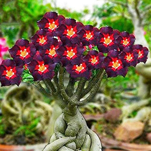 WüStenrosen Zwiebeln, Leuchtende Blumen,Trockenheitstolerant,Einfach Anzubauen. Winterhart Zwiebeln, Zierliche Blattform,Desert Rose Plant, Winterhart Pflanzen, 2zwiebeln-J