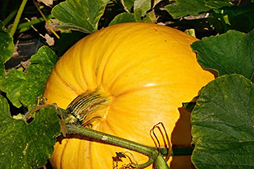 Lot de 25 Graines de Potiron-Giraumon Jaune Gros De Paris - Variété Françaises et Vigoureuse - Chair Jaune Epaisse et Sucré - Bonne Conservation - Rendement Fort