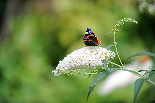 Portal Cool Buddleia Davidii 'Profusion Bianco' in vaso da 9 cm Semi Buddleja Farfalla Bush