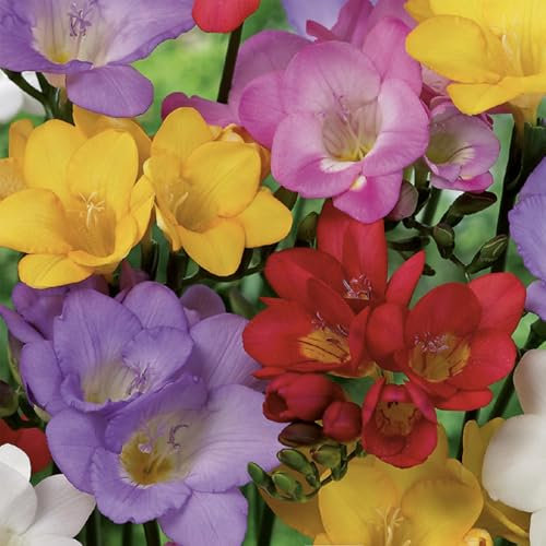 Bloomique - Mélange de 50 - Freesia Mix - Mélange de couleurs - Bulbes à fleurs - Vivaces - Floraison d'été - Pousse jusqu'à 30-45 cm